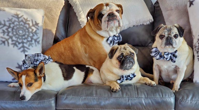 Four dogs on a couch