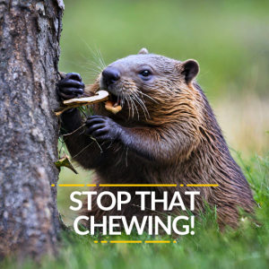 Stop that chewing_3_0.medium